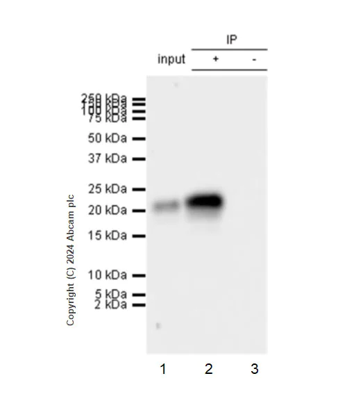 Immunoprecipitation - Anti-GM-CSF antibody [EPR28743-78] - BSA and Azide free (AB316863)