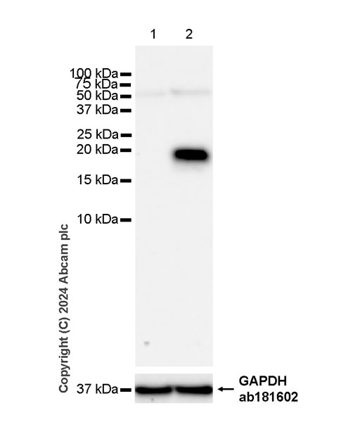 Western blot - Anti-GM-CSF antibody [EPR28743-78] - BSA and Azide free (AB316863), expandable thumbnail