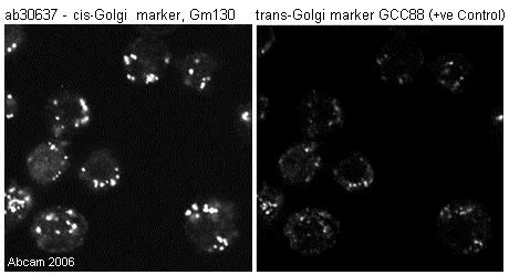 Immunocytochemistry/ Immunofluorescence - Anti-GM130 antibody - Drosophila Golgi/Cis-Golgi Marker (AB30637)