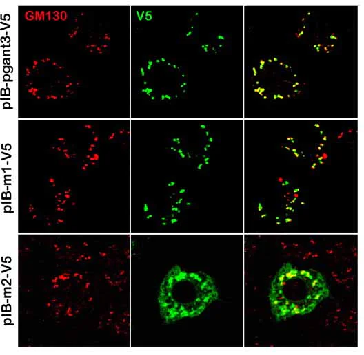 Immunocytochemistry/ Immunofluorescence - Anti-GM130 antibody - Drosophila Golgi/Cis-Golgi Marker (AB30637)