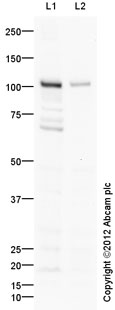 Western blot - Anti-GM130 antibody - Drosophila Golgi/Cis-Golgi Marker (AB30637), expandable thumbnail