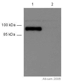 Western blot - Anti-GM130 antibody - Drosophila Golgi/Cis-Golgi Marker (AB30637)