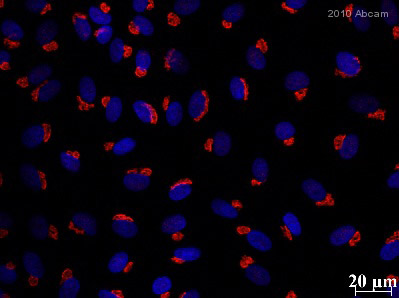 Immunocytochemistry/ Immunofluorescence - Anti-GM130 antibody [EP892Y] - BSA and Azide free (ab215966), expandable thumbnail