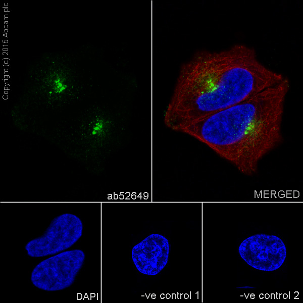 Immunocytochemistry/ Immunofluorescence - Anti-GM130 antibody [EP892Y] - BSA and Azide free (AB215966), expandable thumbnail