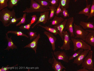 Immunocytochemistry/ Immunofluorescence - Anti-GM130 antibody [EP892Y] - BSA and Azide free (AB215966)