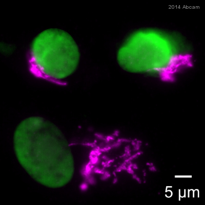 Immunocytochemistry/ Immunofluorescence - Anti-GM130 antibody [EP892Y] - BSA and Azide free (AB215966), expandable thumbnail