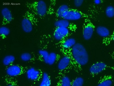 Immunocytochemistry/ Immunofluorescence - Anti-GM130 antibody [EP892Y] - BSA and Azide free (ab215966), expandable thumbnail