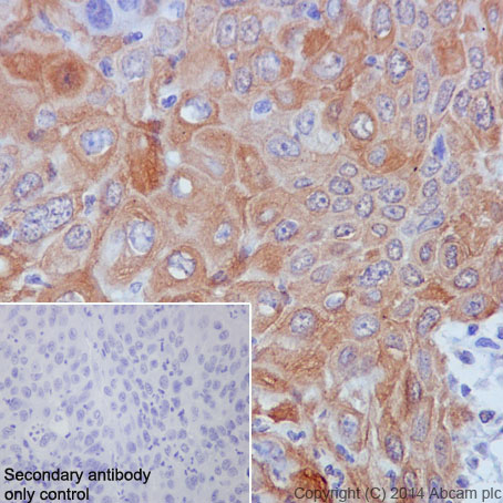 Immunohistochemistry (Formalin/PFA-fixed paraffin-embedded sections) - Anti-GM130 antibody [EP892Y] - BSA and Azide free (AB215966), expandable thumbnail