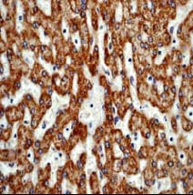 Immunohistochemistry (Formalin/PFA-fixed paraffin-embedded sections) - Anti-GM130 antibody [EP892Y] - BSA and Azide free (ab215966), expandable thumbnail