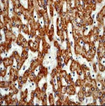 Immunohistochemistry (Formalin/PFA-fixed paraffin-embedded sections) - Anti-GM130 antibody [EP892Y] - BSA and Azide free (AB215966)