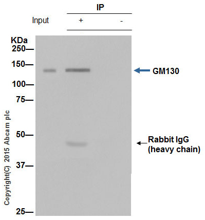 Immunoprecipitation - Anti-GM130 antibody [EP892Y] - BSA and Azide free (AB215966), expandable thumbnail