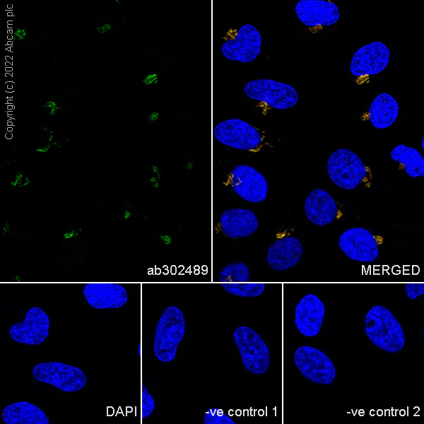 Immunocytochemistry/ Immunofluorescence - Anti-GM130 antibody [EP892Y] - Chicken IgY (Chimeric) (AB302489)