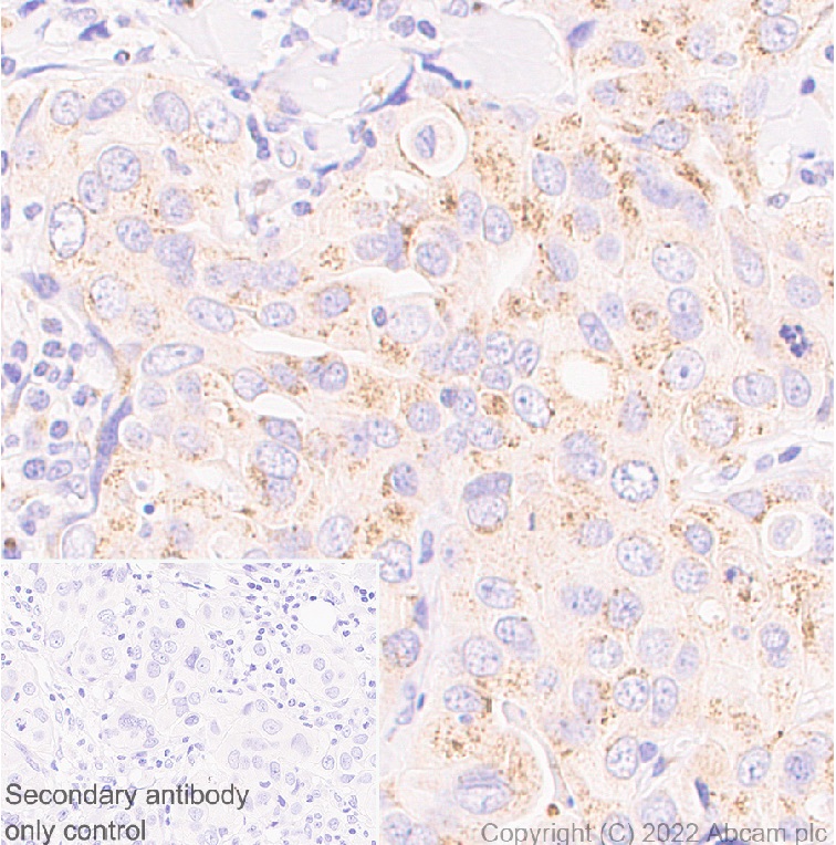 Immunohistochemistry (Formalin/PFA-fixed paraffin-embedded sections) - Anti-GM130 antibody [EP892Y] - Chicken IgY (Chimeric) - BSA and Azide free (AB302490), expandable thumbnail
