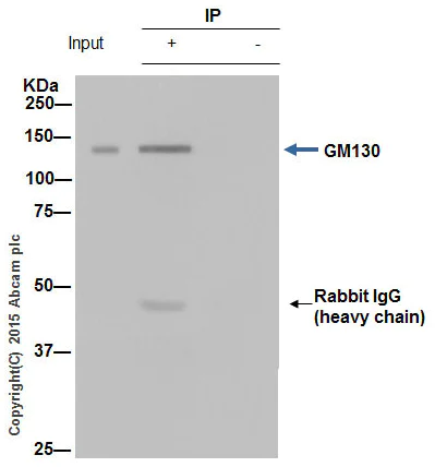Immunoprecipitation - Anti-GM130 antibody [EP892Y] - cis-Golgi Marker (AB52649)
