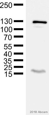 Western blot - Anti-GM130 antibody [EP892Y] - cis-Golgi Marker (ab52649), expandable thumbnail