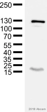 Western blot - Anti-GM130 antibody [EP892Y] - cis-Golgi Marker (AB52649)