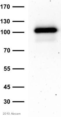 Western blot - Anti-GM130 antibody [EP892Y] - cis-Golgi Marker (ab52649), expandable thumbnail