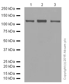 Western blot - Anti-GM130 antibody [EP892Y] - cis-Golgi Marker (AB52649)