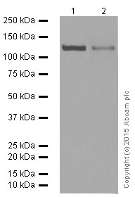 Western blot - Anti-GM130 antibody [EP892Y] - cis-Golgi Marker (AB52649), expandable thumbnail