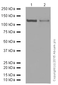 Western blot - Anti-GM130 antibody [EP892Y] - cis-Golgi Marker (AB52649)