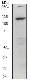Western blot - Anti-GM130 antibody [EP892Y] - cis-Golgi Marker (AB52649), expandable thumbnail