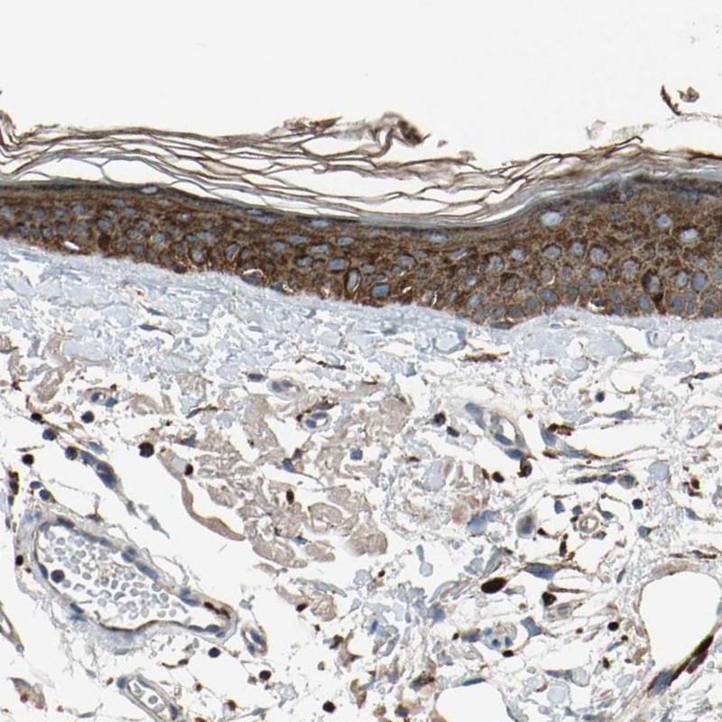 Immunohistochemistry (Formalin/PFA-fixed paraffin-embedded sections) - Anti-GM2A antibody (AB224246), expandable thumbnail