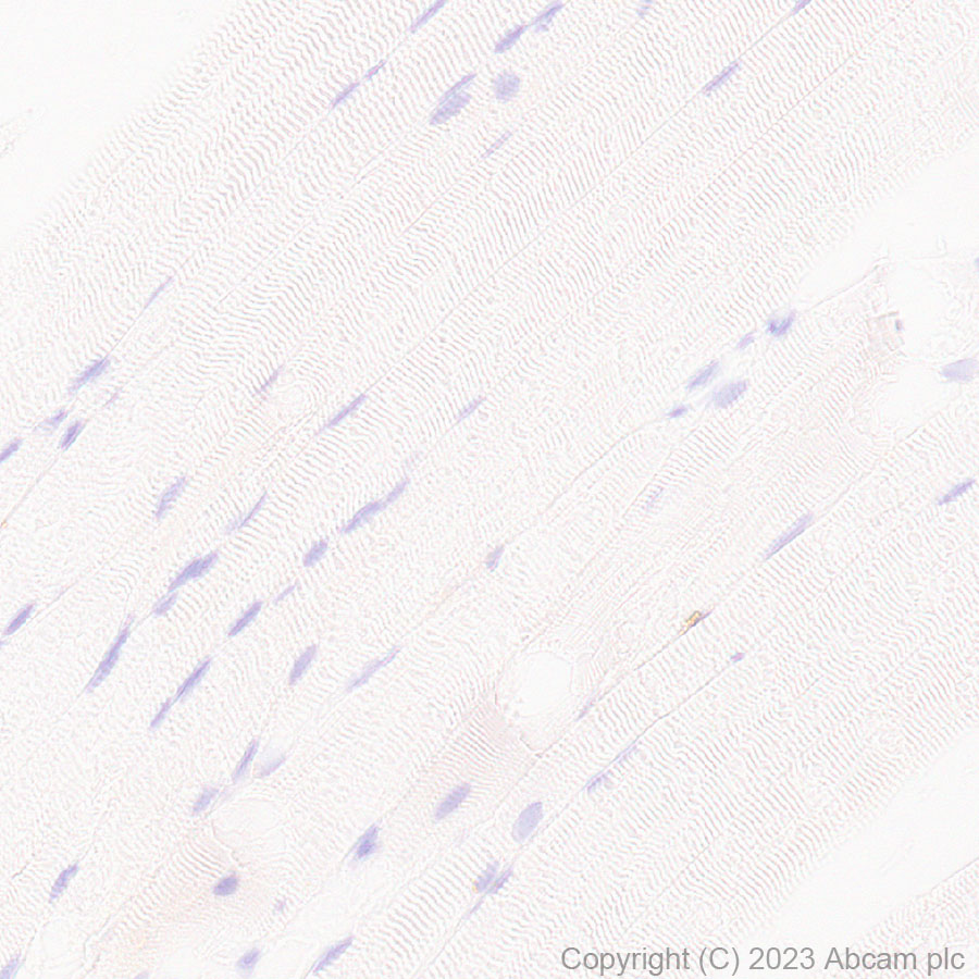 Immunohistochemistry (Formalin/PFA-fixed paraffin-embedded sections) - Anti-GM2A antibody [EPR28371-75] (ab313587), expandable thumbnail