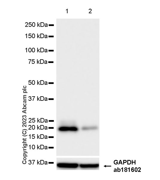 Western blot - Anti-GM2A antibody [EPR28371-75] (AB313587), expandable thumbnail