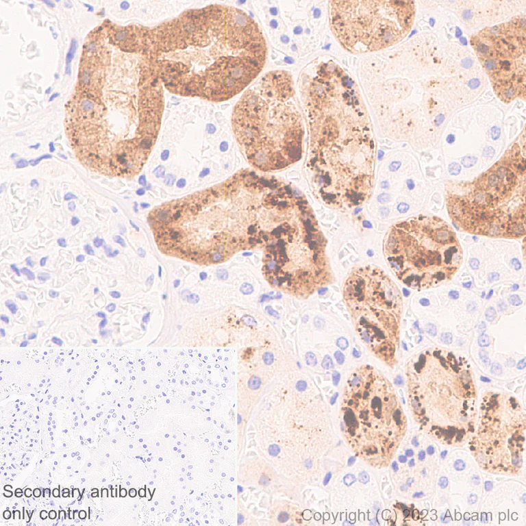 Immunohistochemistry (Formalin/PFA-fixed paraffin-embedded sections) - Anti-GM2A antibody [EPR28371-75] - BSA and Azide free (AB313588)