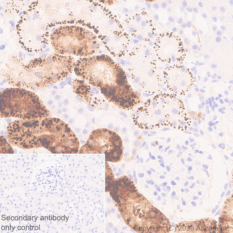 Immunohistochemistry (Formalin/PFA-fixed paraffin-embedded sections) - Anti-GM2A antibody [EPR28371-75] - BSA and Azide free (AB313588)