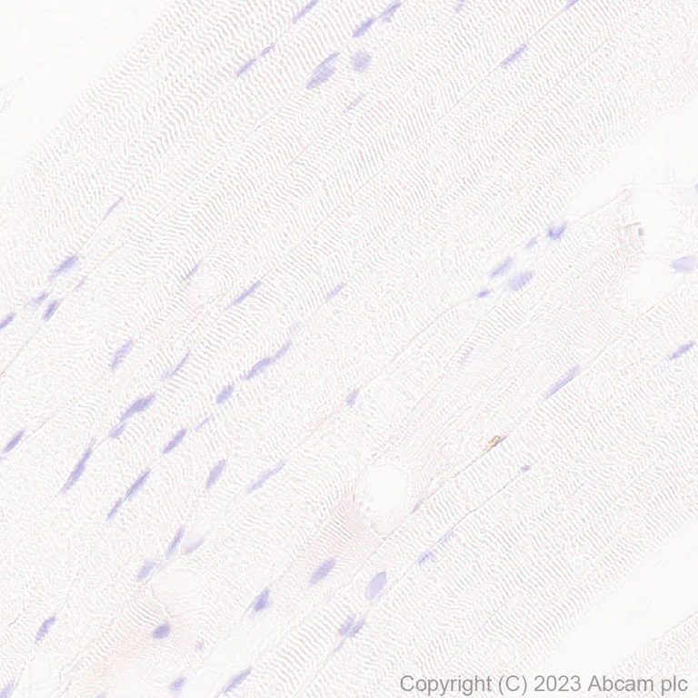 Immunohistochemistry (Formalin/PFA-fixed paraffin-embedded sections) - Anti-GM2A antibody [EPR28371-75] - BSA and Azide free (AB313588)