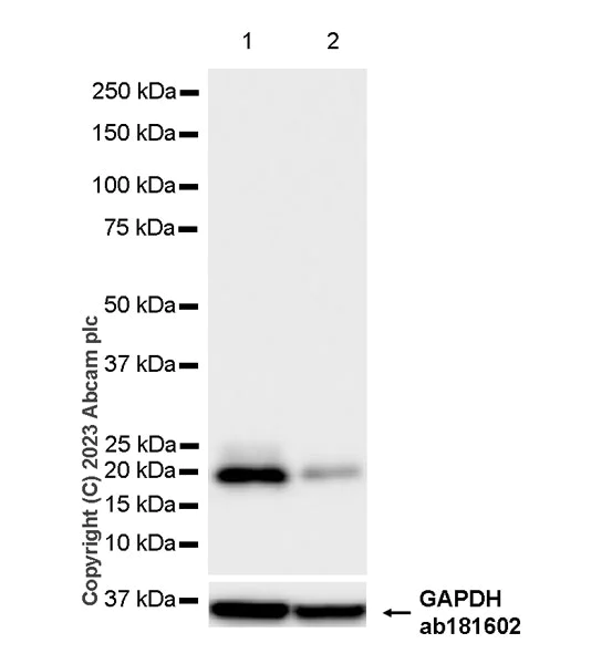 Western blot - Anti-GM2A antibody [EPR28371-75] - BSA and Azide free (AB313588)