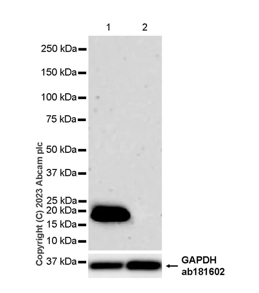 Western blot - Anti-GM2A antibody [EPR28371-75] - BSA and Azide free (AB313588)