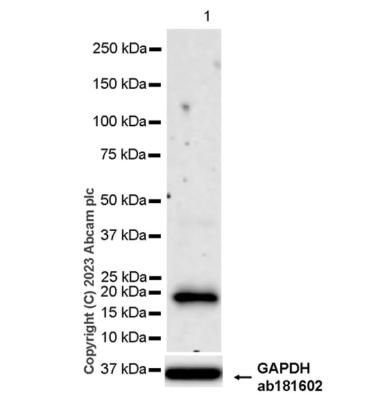 Western blot - Anti-GM2A antibody [EPR28371-75] - BSA and Azide free (AB313588)