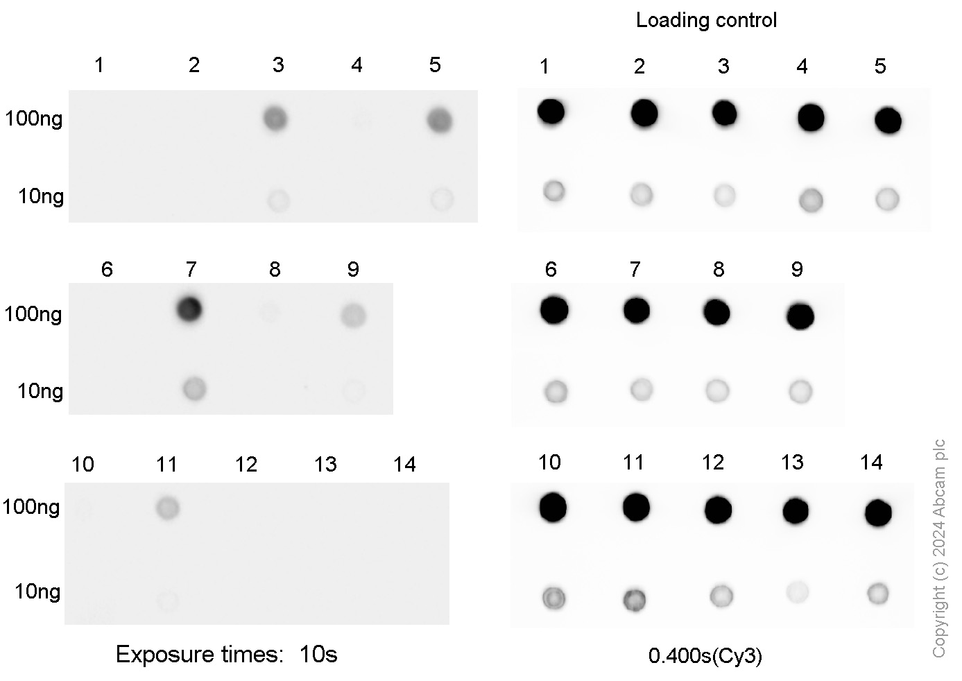 Dot Blot - Anti-Gm6A antibody [EPR25802-21] (AB315152), expandable thumbnail