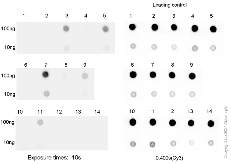 Dot Blot - Anti-Gm6A antibody [EPR25802-21] - BSA and Azide free (AB315153)