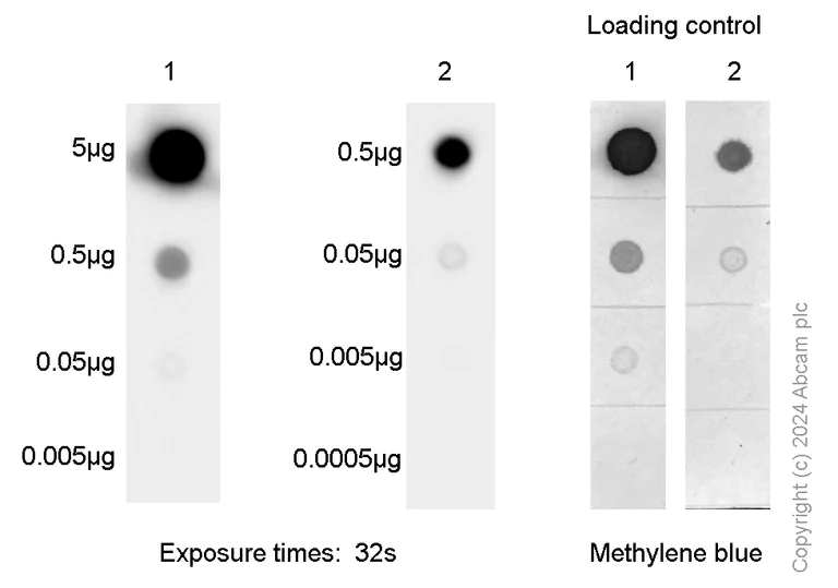 Dot Blot - Anti-Gm6A antibody [EPR25802-21] - BSA and Azide free (AB315153)