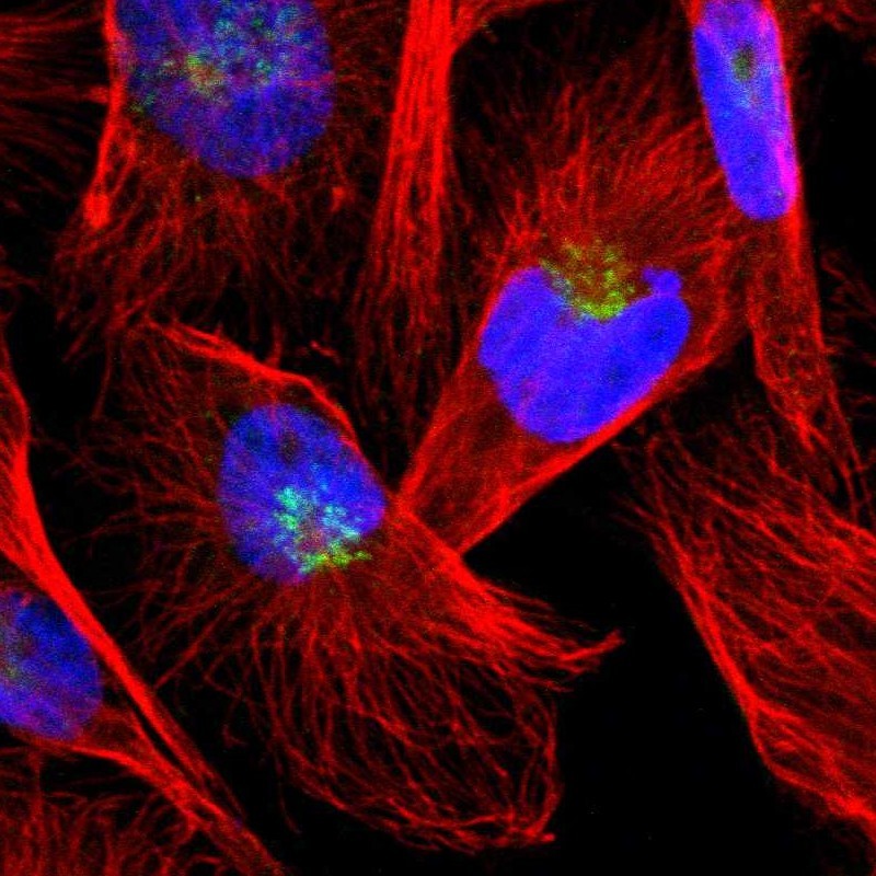 Immunocytochemistry/ Immunofluorescence - Anti-GMAP-210 antibody (AB251664), expandable thumbnail