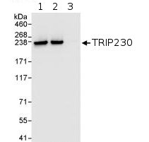 Immunoprecipitation - Anti-GMAP-210 antibody (AB72223)