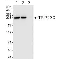 Immunoprecipitation - Anti-GMAP-210 antibody (AB72223)