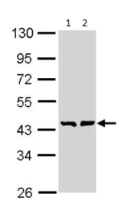 Western blot - Anti-GMDS antibody (AB97630)