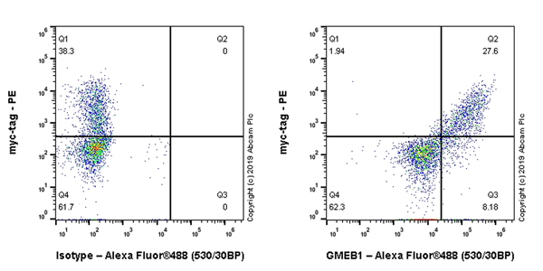 Flow Cytometry (Intracellular) - Anti-GMEB1 antibody [EPR23056-62] (AB240646)