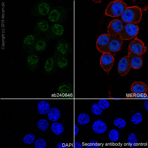 Immunocytochemistry/ Immunofluorescence - Anti-GMEB1 antibody [EPR23056-62] (AB240646)