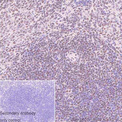 Immunohistochemistry (Formalin/PFA-fixed paraffin-embedded sections) - Anti-GMEB1 antibody [EPR23056-62] (AB240646)