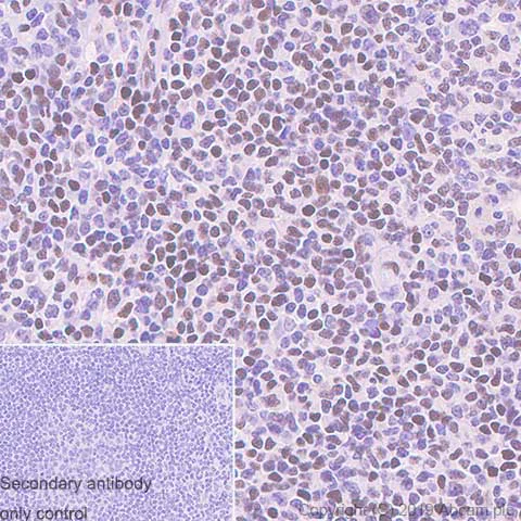 Immunohistochemistry (Formalin/PFA-fixed paraffin-embedded sections) - Anti-GMEB1 antibody [EPR23056-62] (AB240646)