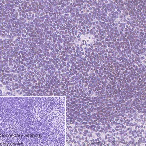 Immunohistochemistry (Formalin/PFA-fixed paraffin-embedded sections) - Anti-GMEB1 antibody [EPR23056-62] (AB240646)