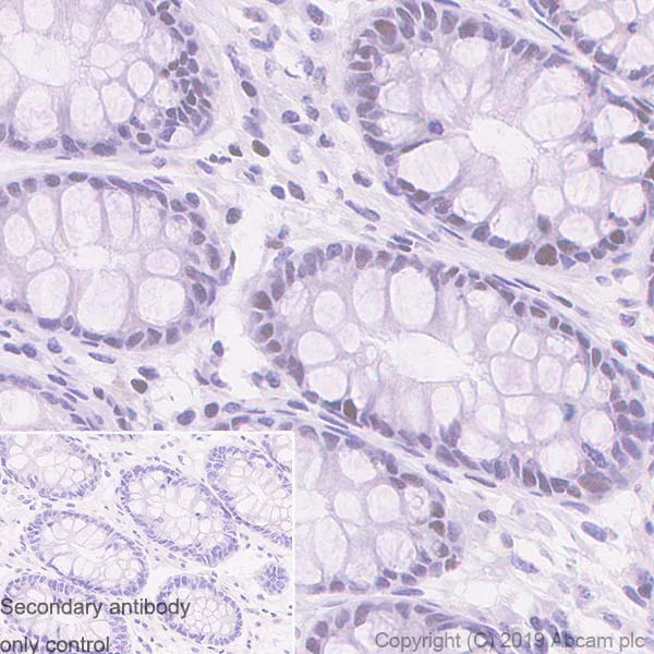 Immunohistochemistry (Formalin/PFA-fixed paraffin-embedded sections) - Anti-GMEB1 antibody [EPR23056-62] (AB240646)
