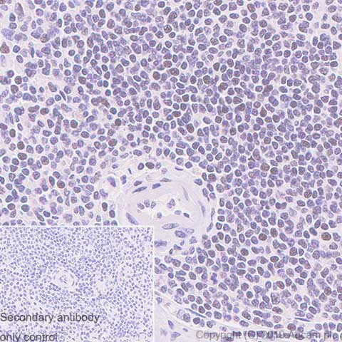 Immunohistochemistry (Formalin/PFA-fixed paraffin-embedded sections) - Anti-GMEB1 antibody [EPR23056-62] (AB240646)