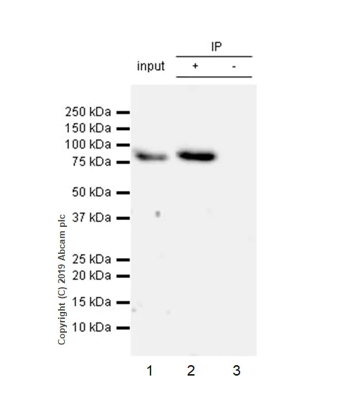 Immunoprecipitation - Anti-GMEB1 antibody [EPR23056-62] (AB240646)