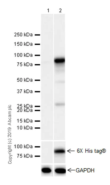 Western blot - Anti-GMEB1 antibody [EPR23056-62] (AB240646)